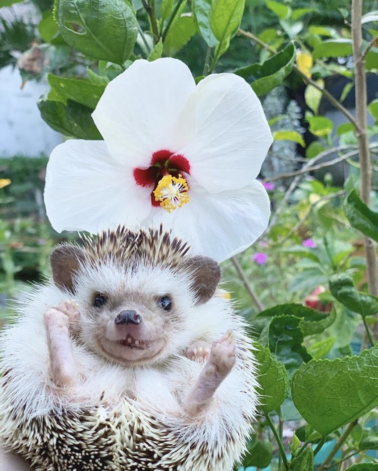 daily__hedgehog's tweet photo. Friday 24th July, 2020 https://t.co/qyCBeJzQQ7