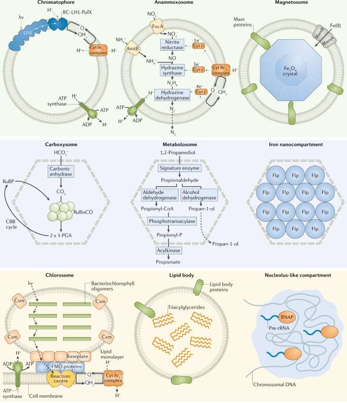 NatureRevMicro tweet picture