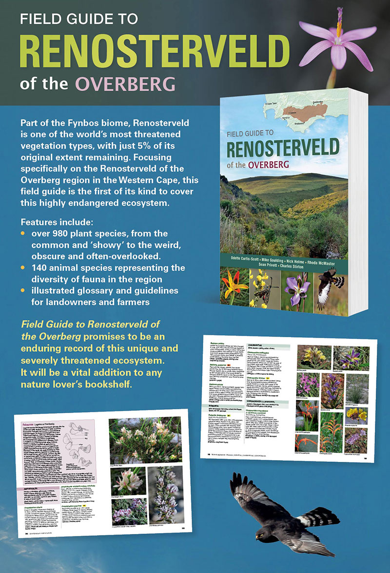 The first Field Guide to #Renosterveld of the #Overberg! A career highlight for our Director, Dr Odette Curtis-Scott,  that took 5 years to compile with some of the Cape Floristic Region's leading experts. Pre-order yours at a 30% discount before 7 Aug: bit.ly/3jxb8lY