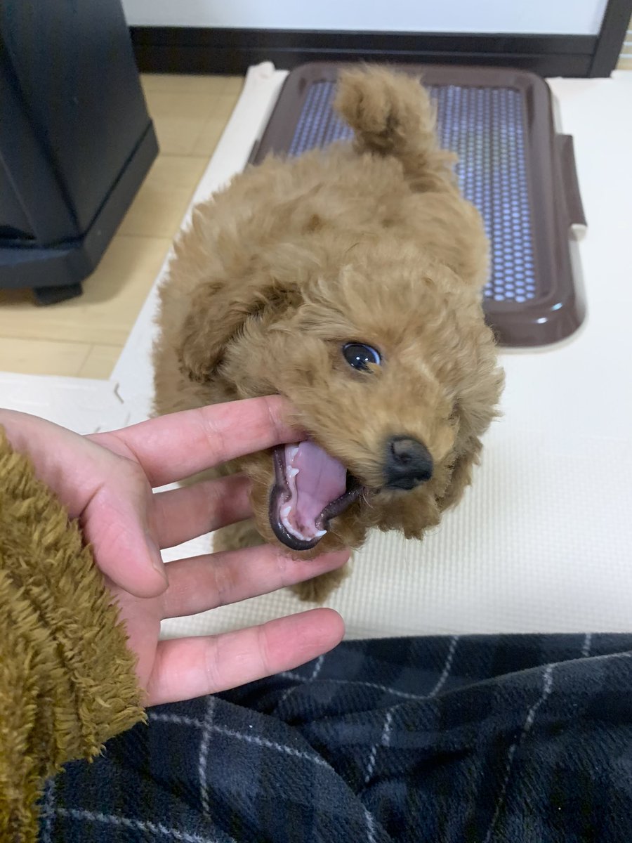 トイプードル パン V Twitter 歯がかゆくなってきたのか 甘噛みするようになってきた トイプードル トイプードルレッド トイプードル女の子 犬の気持ち 犬のいる暮らし トイプードル好きと繋がりたい 番犬