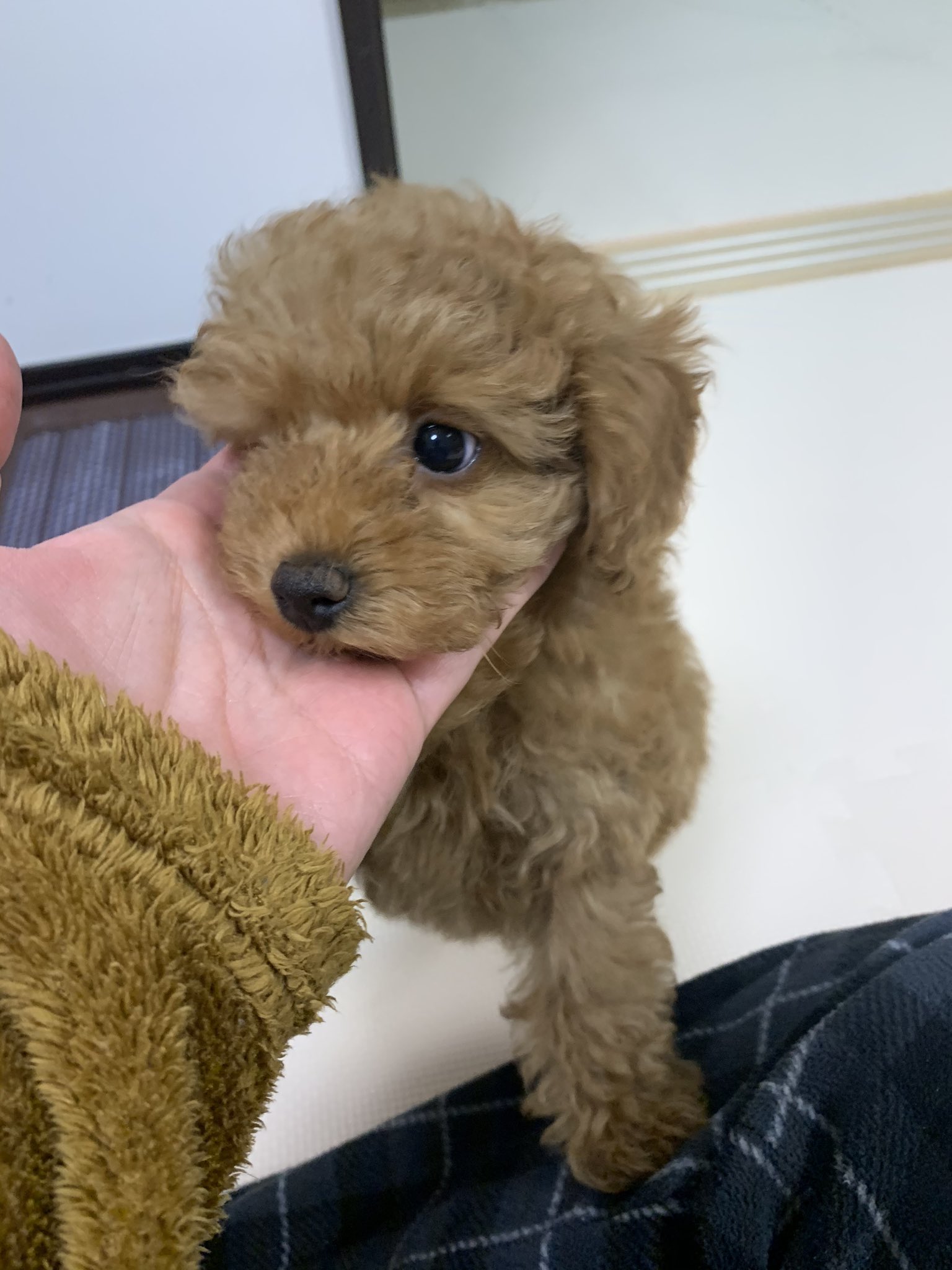 トイプードル パン 歯がかゆくなってきたのか 甘噛みするようになってきた トイプードル トイプードルレッド トイプードル女の子 犬の気持ち 犬のいる暮らし トイプードル好きと繋がりたい 番犬 T Co Uewsumgkoc Twitter