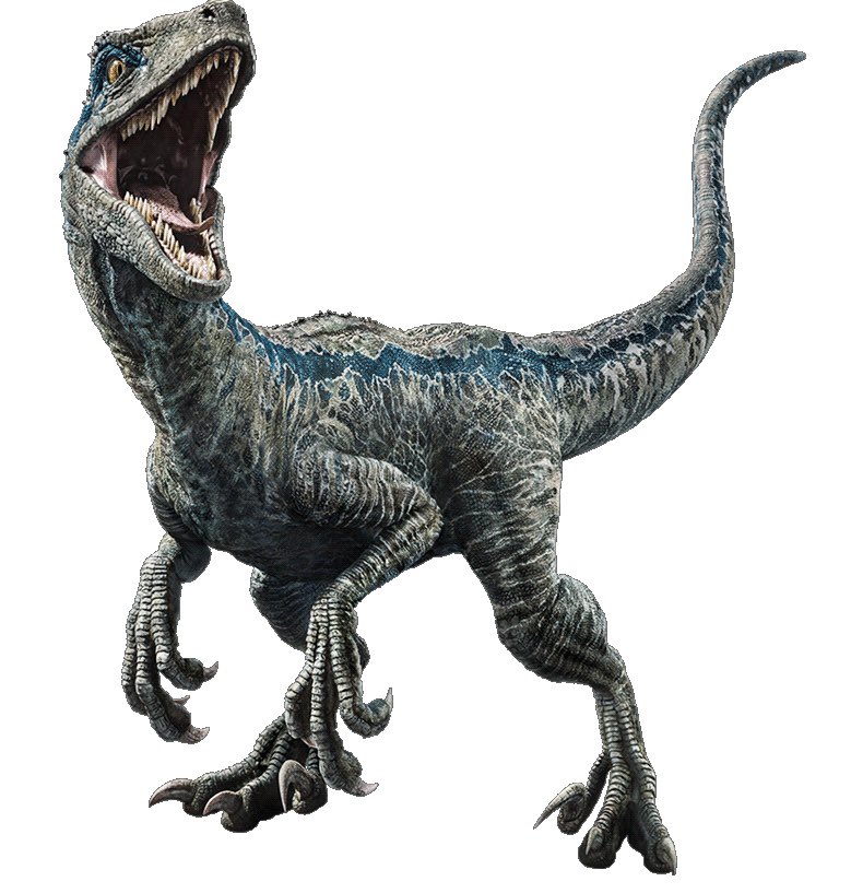 #金曜ロードSHOW#ジュラシックワールド炎の王国恐竜図鑑 02ヴェロキラプトル/ブルー体長 2m分布 モンゴル足の鉤爪が特徴の小型肉食恐竜。大きな脳幹を持っており知能は高かったと推測される。草食恐竜プロトケラトプスとの格闘したままの状態で化石化した闘争化石は有名な化石。 