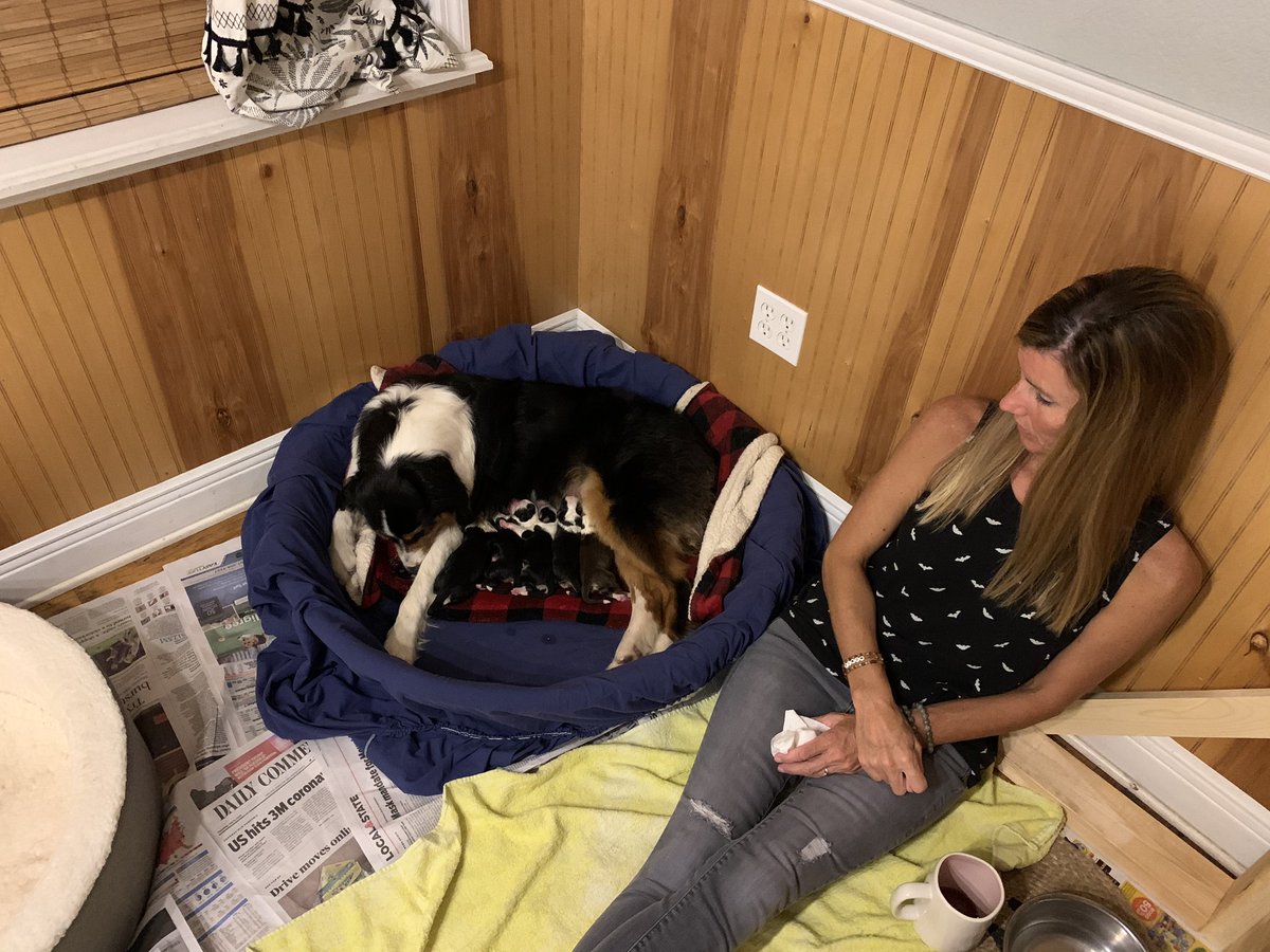 AnnieDRector's tweet photo. If you text or call and I don’t answer...its because I’m right here! 🧡🖤🤍🤎 #aussiepups https://t.co/qultl970Ei