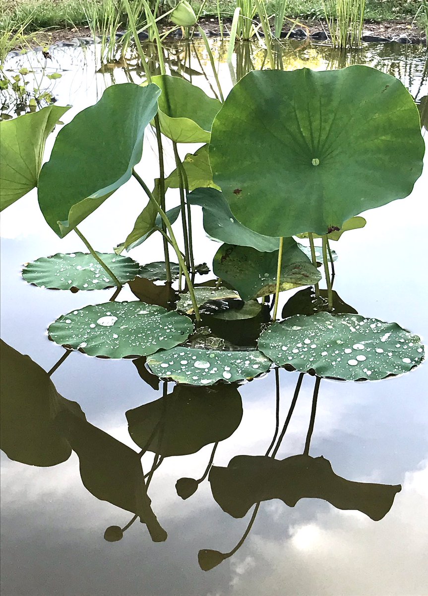 PennAllenwrites's tweet photo. The new lotus pool is naturalising incredibly quickly.  I am loving this majestic plant and its reflection in the water. Frogs have moved in and they too seem to love the giant leaves. #lotus #lotusflower #lotuspool #gardenpond #wildlifepond #frogs #mygarden https://t.co/Nj9feBc1gR