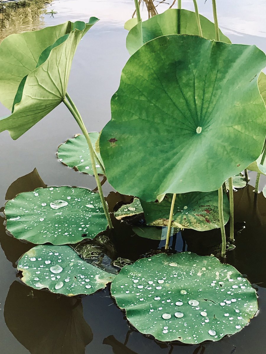 PennAllenwrites's tweet photo. The new lotus pool is naturalising incredibly quickly.  I am loving this majestic plant and its reflection in the water. Frogs have moved in and they too seem to love the giant leaves. #lotus #lotusflower #lotuspool #gardenpond #wildlifepond #frogs #mygarden https://t.co/Nj9feBc1gR