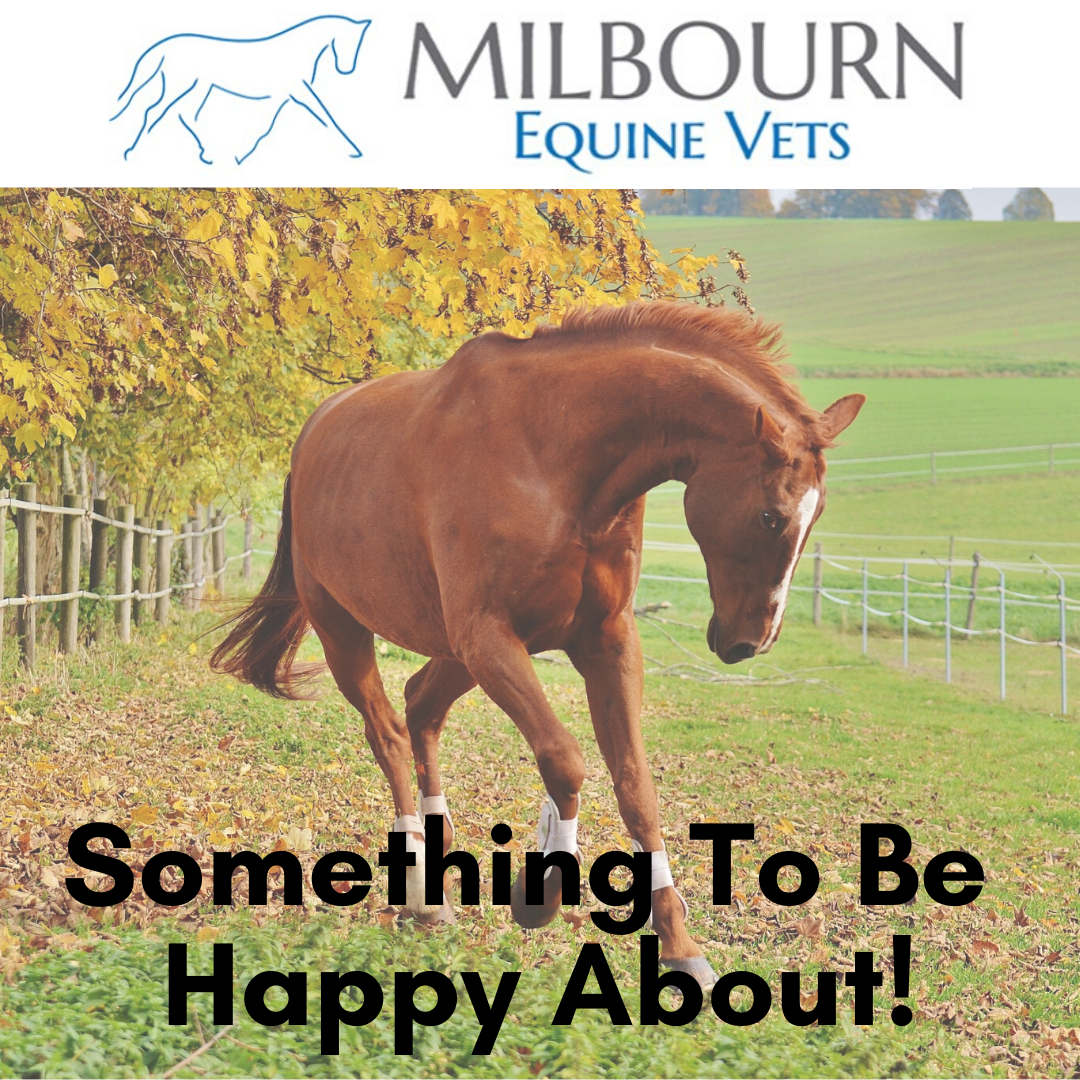 Milbournequine's tweet photo. We have created a 'Parasite Poster' just for you!
It has been designed to make worming your horse easy, with a calendar detailing which worms to test for and when 😀
It is completely free and available at our clinics. https://t.co/a59AFJbSEQ