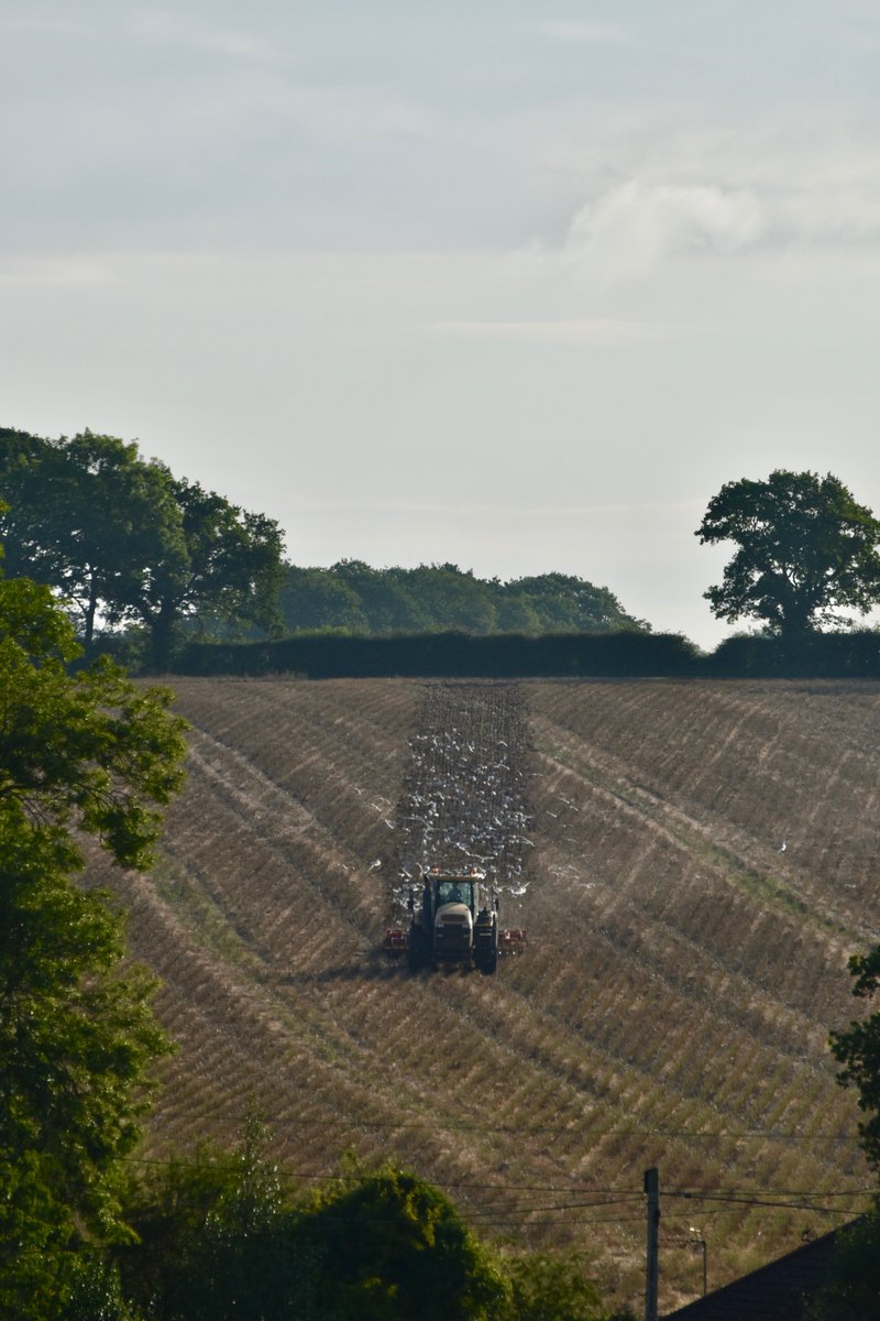 countrymousie's tweet photo. Meanwhile the neighbours cracked on yesterday and have almost ripped up the stubble this am: of course some #harvest2019 still sits in my field
#bales #strawstack
#clubhectare #Suffolk
#alwaysbehind
#harvest2020
#wewillgetthere https://t.co/JGCtZTyS5m