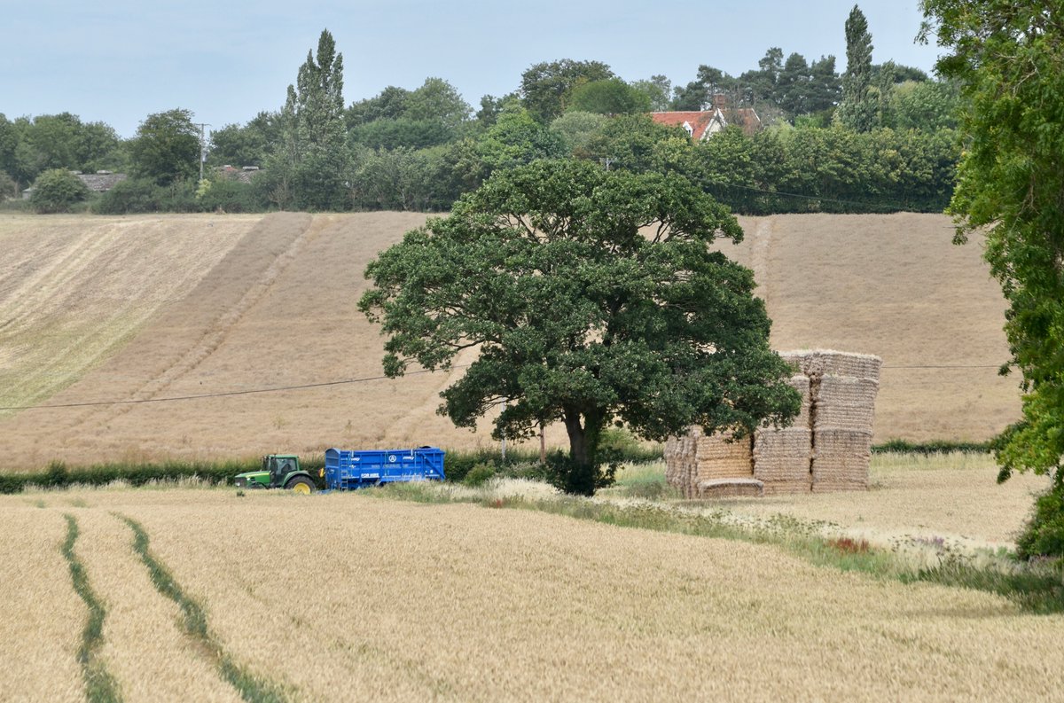 countrymousie's tweet photo. Meanwhile the neighbours cracked on yesterday and have almost ripped up the stubble this am: of course some #harvest2019 still sits in my field
#bales #strawstack
#clubhectare #Suffolk
#alwaysbehind
#harvest2020
#wewillgetthere https://t.co/JGCtZTyS5m