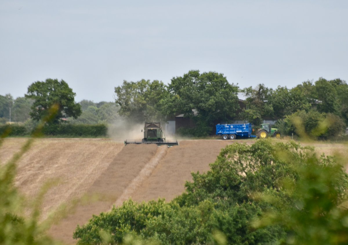 countrymousie's tweet photo. Meanwhile the neighbours cracked on yesterday and have almost ripped up the stubble this am: of course some #harvest2019 still sits in my field
#bales #strawstack
#clubhectare #Suffolk
#alwaysbehind
#harvest2020
#wewillgetthere https://t.co/JGCtZTyS5m