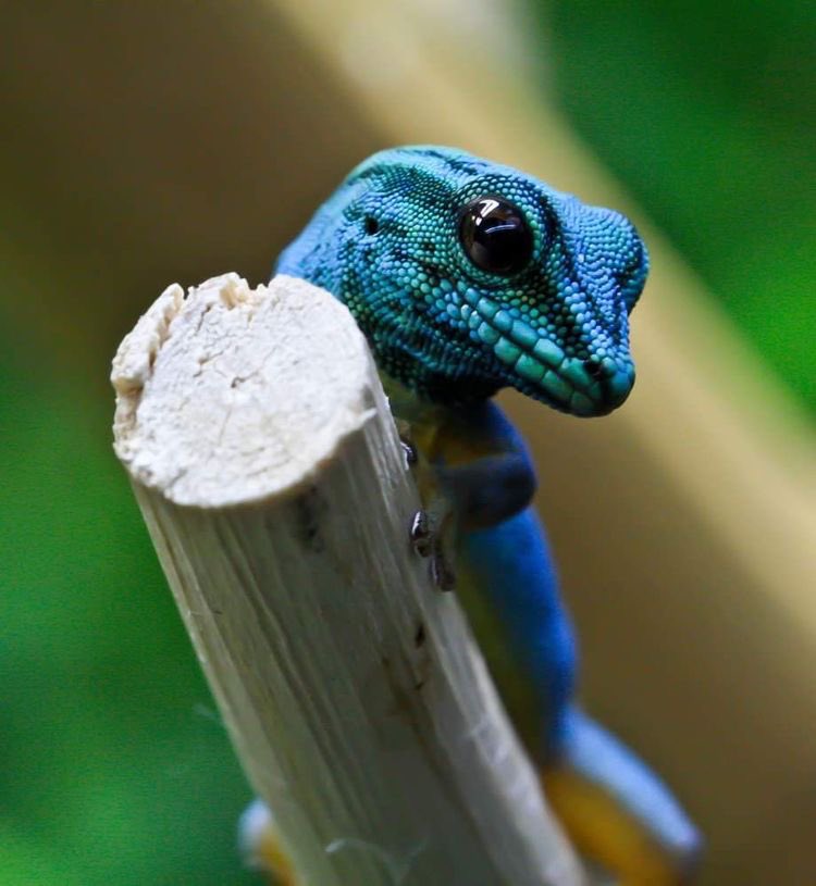 tattoobooknerd's tweet photo. Nature is so beautiful &amp; unique #nature #bluelizard https://t.co/GBf9xF3h3L