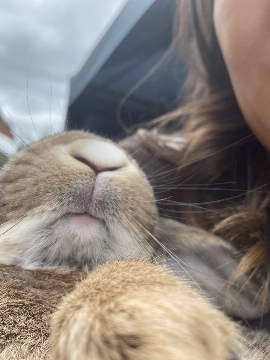 chloeedoc's tweet photo. Happy Dave 🐰🥺💖 https://t.co/Vi4iinJiuI