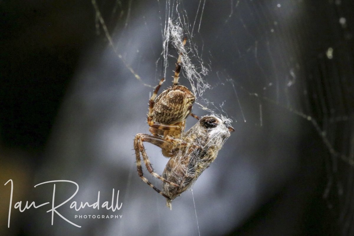 ianrandall71's tweet photo. Thanks to @CanonUKandIE for the free weekend #testsrive on a 100mm 2.8IS #macrolense #canon #macrophotography https://t.co/AzpkliGtyq