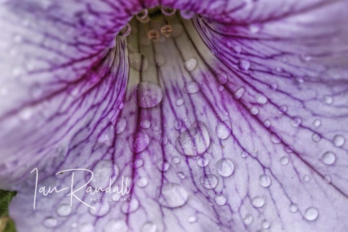 ianrandall71's tweet photo. Thanks to @CanonUKandIE for the free weekend #testsrive on a 100mm 2.8IS #macrolense #canon #macrophotography https://t.co/AzpkliGtyq