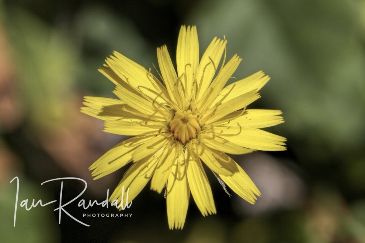 ianrandall71's tweet photo. Thanks to @CanonUKandIE for the free weekend #testsrive on a 100mm 2.8IS #macrolense #canon #macrophotography https://t.co/AzpkliGtyq