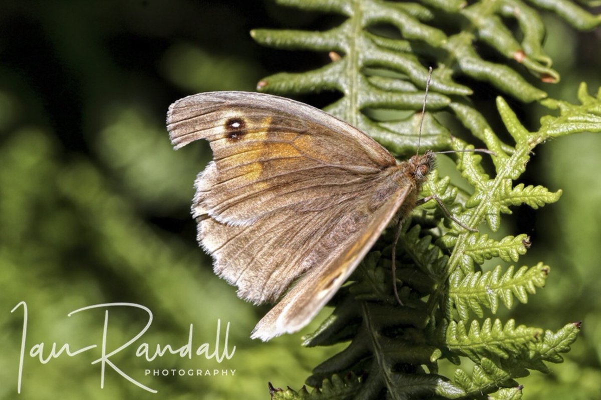 ianrandall71's tweet photo. Thanks to @CanonUKandIE for the free weekend #testsrive on a 100mm 2.8IS #macrolense #canon #macrophotography https://t.co/AzpkliGtyq