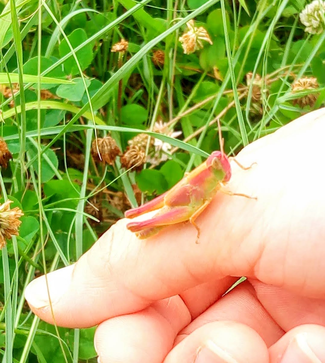 圭一郎 子供と虫取りしてたらピンクバッタ発見しました 真っピンクじゃなくて部分的にピンク これレアじゃね 誰か教えて バッタ 虫取り ピンクバッタ 色違いレイド カマキリ先生 昆虫すごいぜ T Co Y7lr3aex1e Twitter