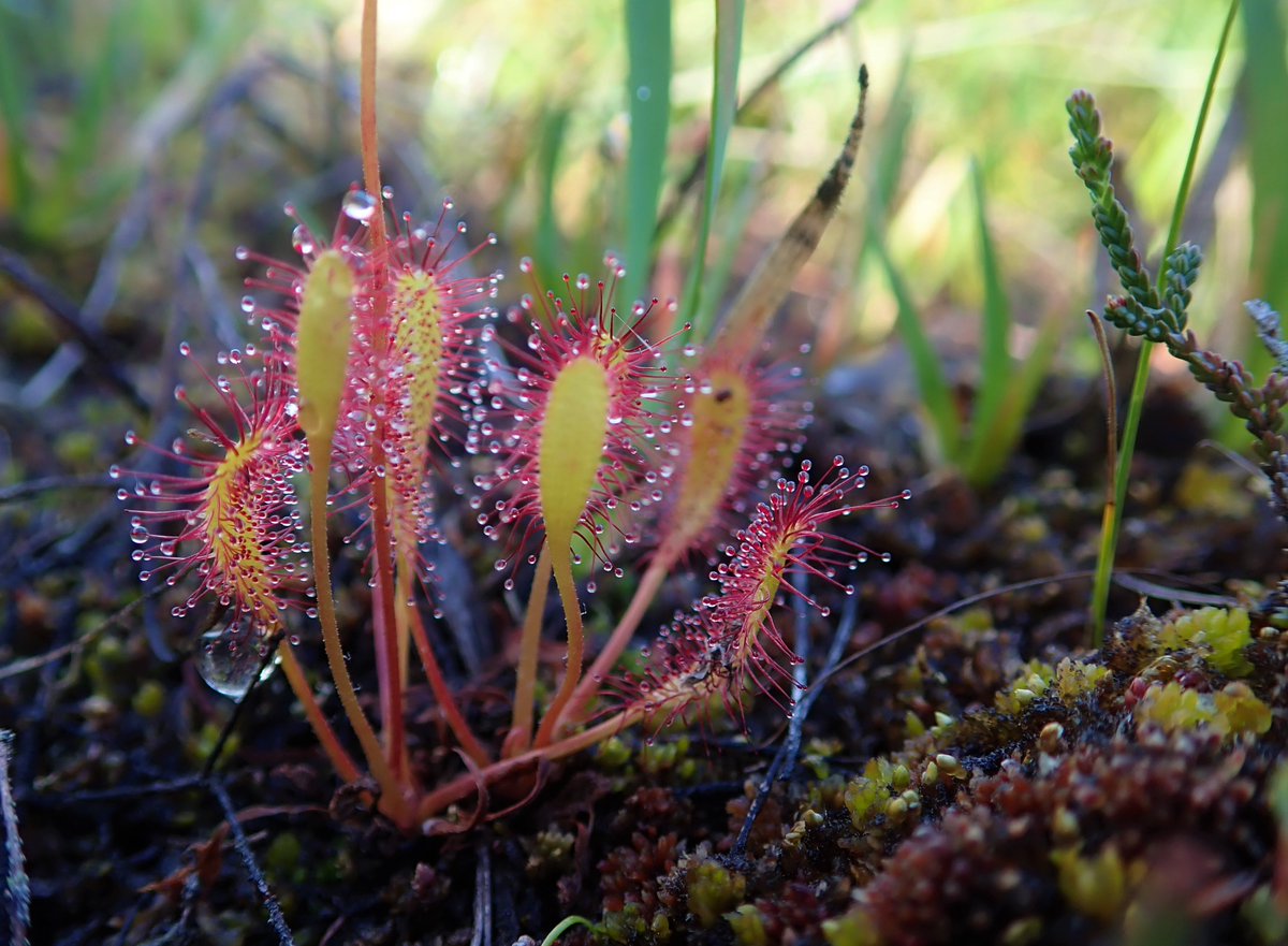abbeyleixbog's tweet photo. Plant Heroes of #Peatlands: The ecotope survey maps the presence and combination of sphagnum species, liverworts, lichens and other vascular plants to determine active raised bog @npwsBioData @forum_wetlands @LIFEraisedbogs @Eurosite @CarePeat @irishrurallink @HeritageHubIRE https://t.co/6Gm3BCnnLr