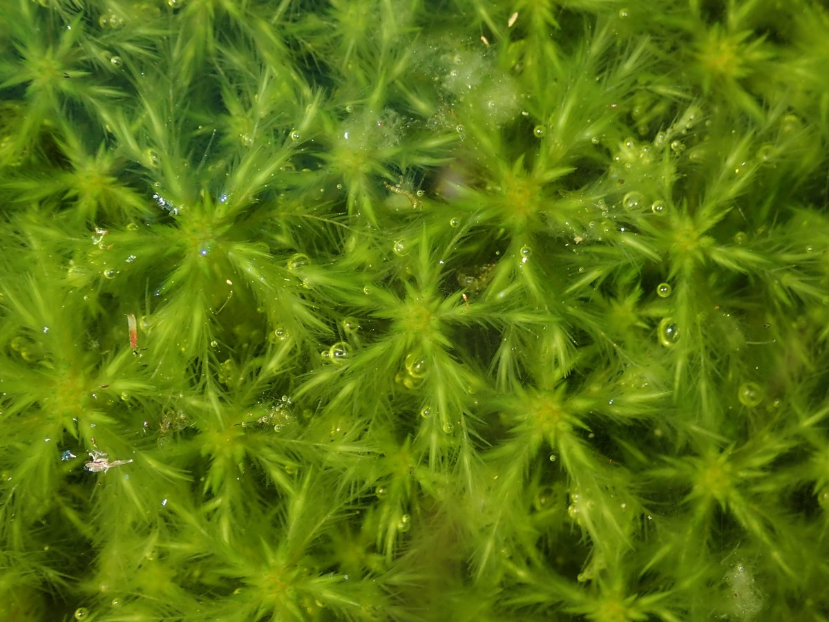 abbeyleixbog's tweet photo. Plant Heroes of #Peatlands: The ecotope survey maps the presence and combination of sphagnum species, liverworts, lichens and other vascular plants to determine active raised bog @npwsBioData @forum_wetlands @LIFEraisedbogs @Eurosite @CarePeat @irishrurallink @HeritageHubIRE https://t.co/6Gm3BCnnLr
