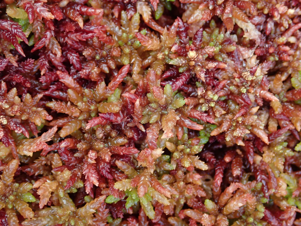abbeyleixbog's tweet photo. Plant Heroes of #Peatlands: The ecotope survey maps the presence and combination of sphagnum species, liverworts, lichens and other vascular plants to determine active raised bog @npwsBioData @forum_wetlands @LIFEraisedbogs @Eurosite @CarePeat @irishrurallink @HeritageHubIRE https://t.co/6Gm3BCnnLr