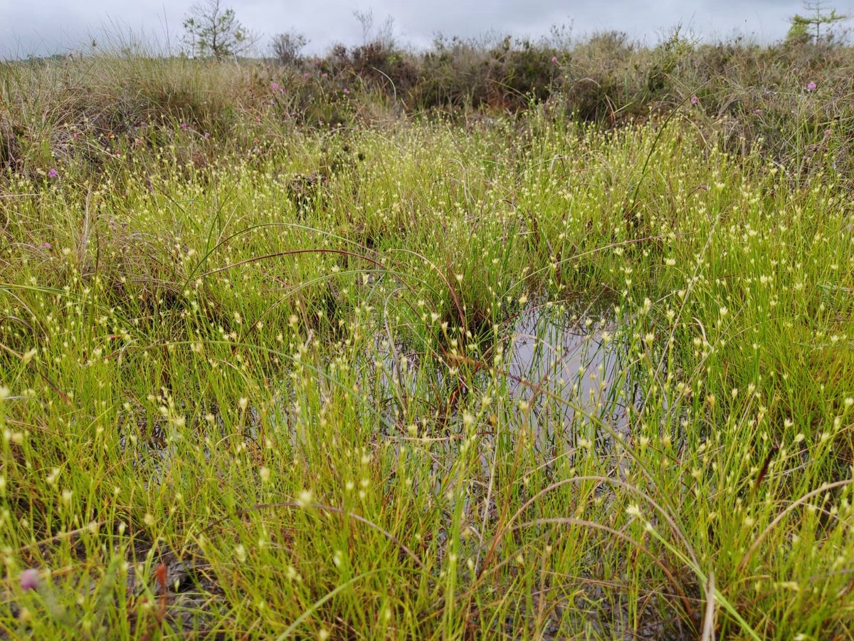 abbeyleixbog's tweet photo. Plant Heroes of #Peatlands: The ecotope survey maps the presence and combination of sphagnum species, liverworts, lichens and other vascular plants to determine active raised bog @npwsBioData @forum_wetlands @LIFEraisedbogs @Eurosite @CarePeat @irishrurallink @HeritageHubIRE https://t.co/6Gm3BCnnLr