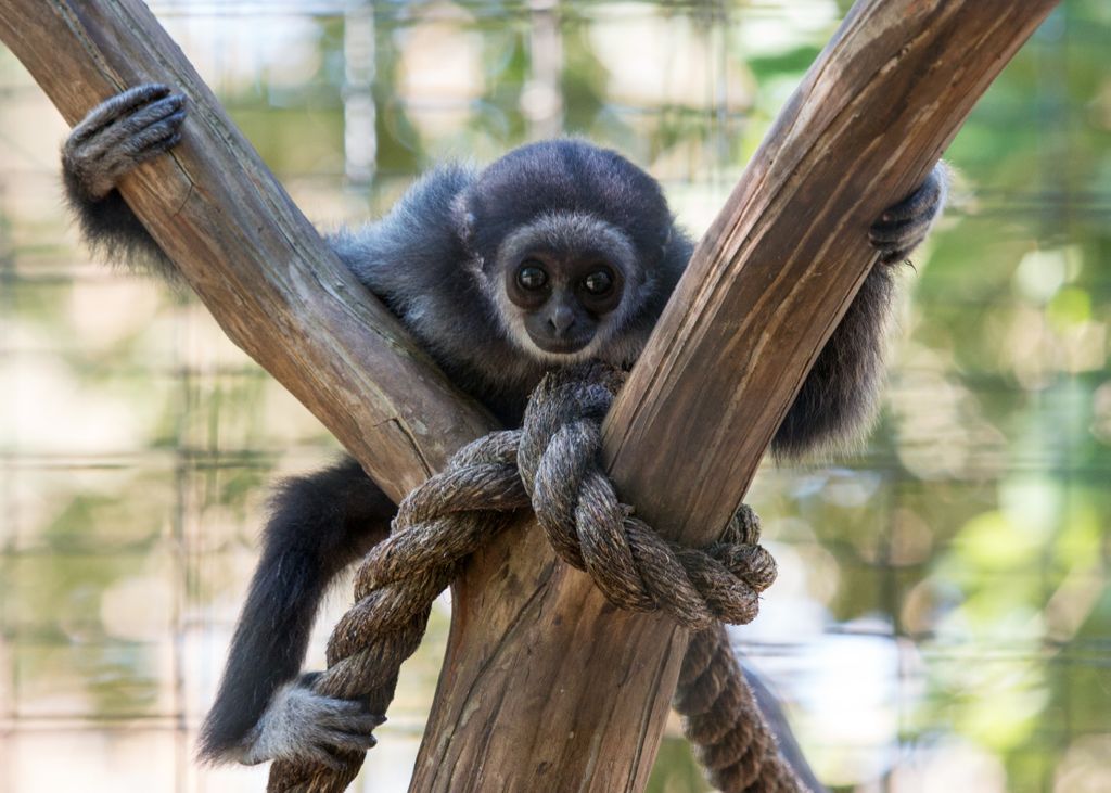 IndianapolisZoo's tweet photo. Peek-a-boo! We see you, Kavi. 😉 https://t.co/XOI3QDZXzm