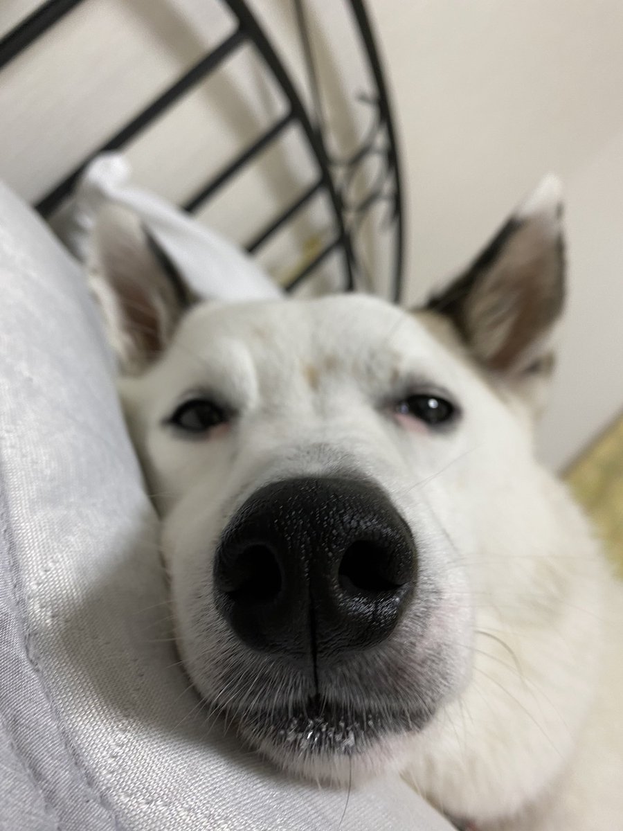 愛のかたまり お眠犬 Togetter