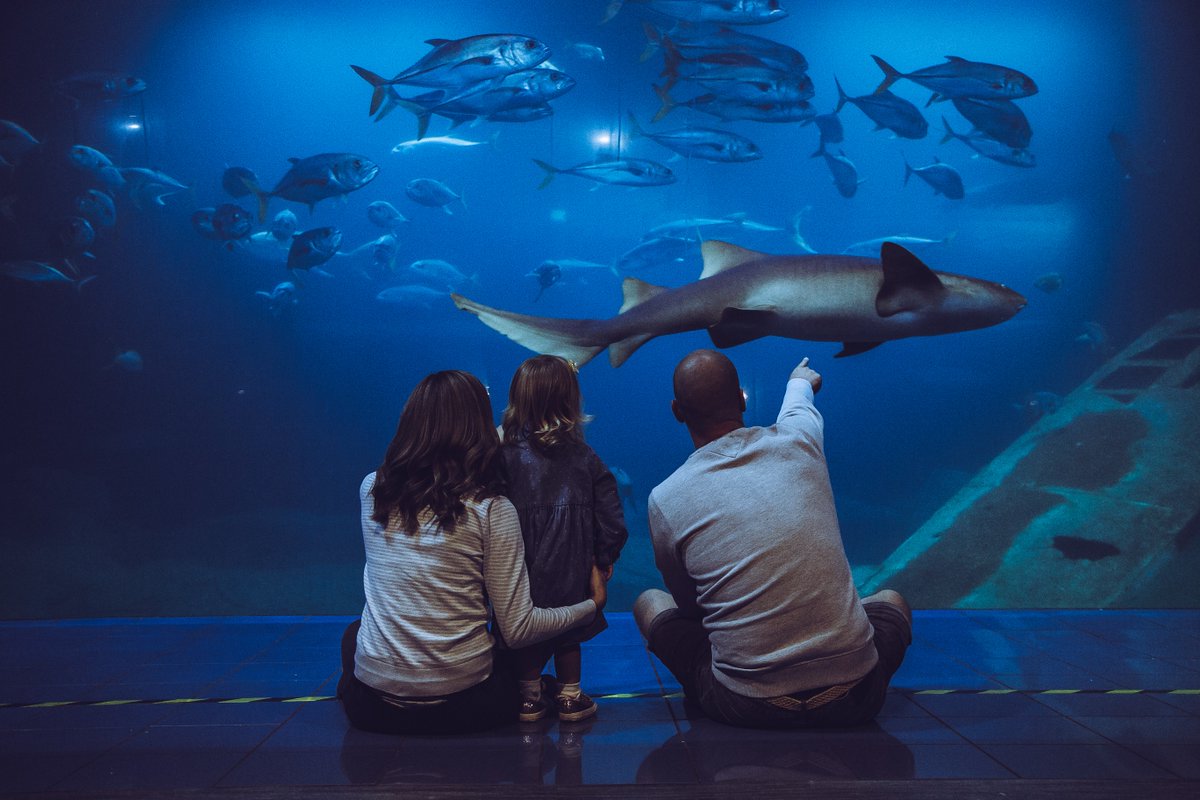 NMAPlymouth's tweet photo. The weather is looking a bit grey, why not visit us for the perfect day?

We've accidentally starting talking in rhyme, visit our Aquarium for a lovely time.

Prebook your tickets, &amp; have some fun. With over 4,000 animals, there's something for everyone.

https://t.co/j8bG9gQiFF https://t.co/0RwE10pab0