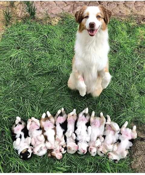 PigeonsCuba's tweet photo. #FelizViernes 
Miren cuantos preciosos firulais... 
No son bellos. ??? https://t.co/qxVKUuKMYv