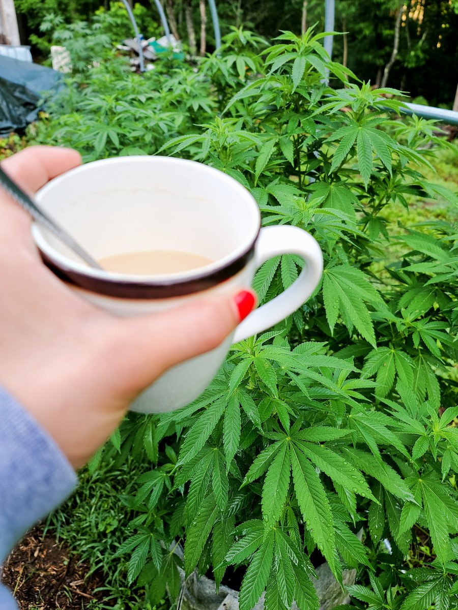 mainestonermom's tweet photo. Coffee &amp; morning chores  #happyfriday #sativa #indica
#outdoorgrow #mainebud #cannabis #CannabisCommunity #marijuanacommunity #marijuana 
#gorillaglue #Blueberry https://t.co/ghwzB5K2Yz