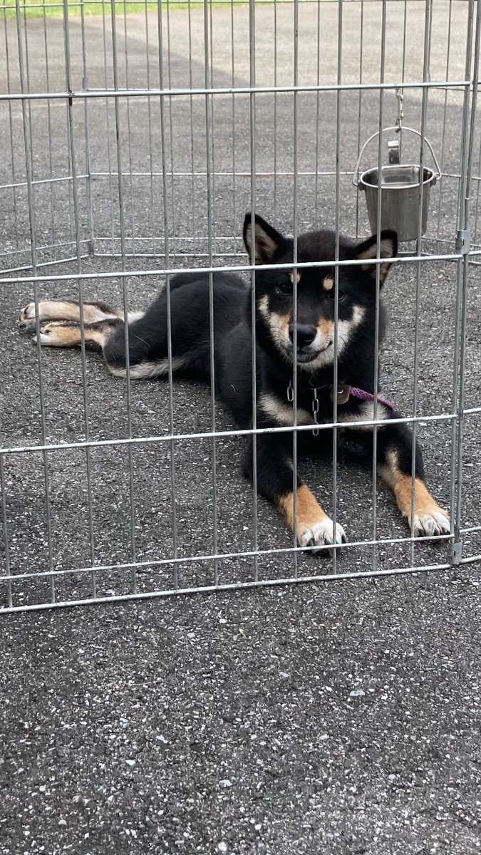 BranchShelties's tweet photo. 【拡散協力お願いいたします】
宇都宮市で迷い犬を保護しました。
2020/7/24朝7時頃
黒柴、成犬、メス、小さめ、人懐こい、チ��ーンの首輪をしています。
警察署、愛護センター連絡済み。保健所は月曜日に。
拡散お願いいたします‼️

#迷い犬保護 #宇都宮市迷い犬 
#黒柴犬 https://t.co/6eRZIqbCTr