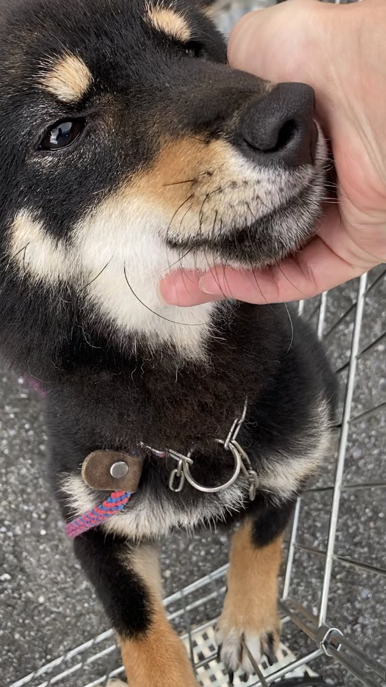 BranchShelties's tweet photo. 【拡散協力お願いいたします】
宇都宮市で迷い犬を保護しました。
2020/7/24朝7時頃
黒柴、成犬、メス、小さめ、人懐こい、チ��ーンの首輪をしています。
警察署、愛護センター連絡済み。保健所は月曜日に。
拡散お願いいたします‼️

#迷い犬保護 #宇都宮市迷い犬 
#黒柴犬 https://t.co/6eRZIqbCTr