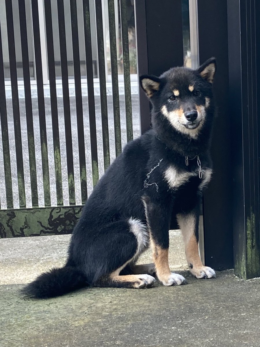 BranchShelties's tweet photo. 【拡散協力お願いいたします】
宇都宮市で迷い犬を保護しました。
2020/7/24朝7時頃
黒柴、成犬、メス、小さめ、人懐こい、チ��ーンの首輪をしています。
警察署、愛護センター連絡済み。保健所は月曜日に。
拡散お願いいたします‼️

#迷い犬保護 #宇都宮市迷い犬 
#黒柴犬 https://t.co/6eRZIqbCTr