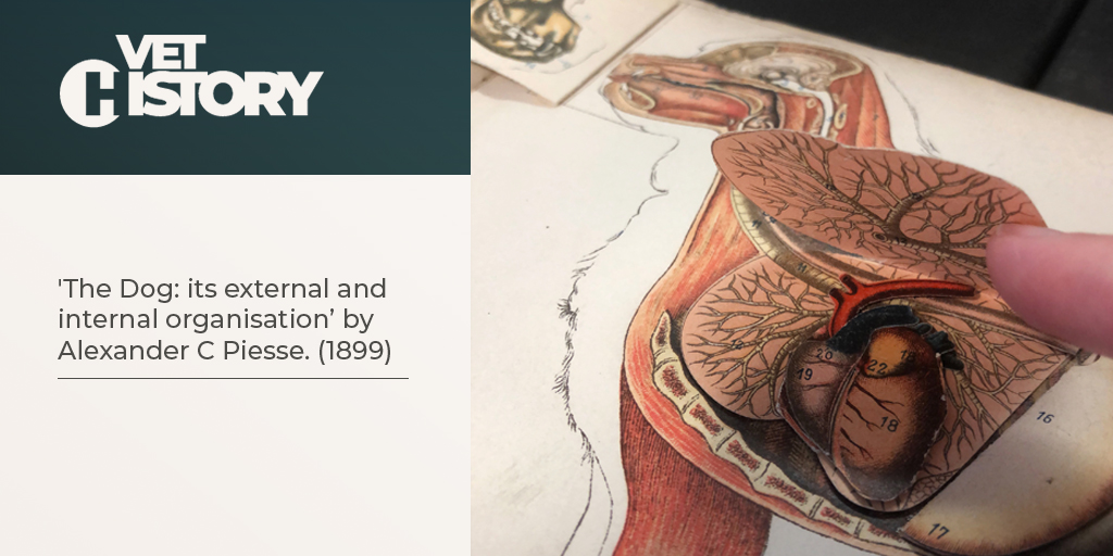 RCVSKnowledge's tweet image. Has our archivist Lorna discovered the way to a dog's heart, with this pop-up book from 1899?

(From 'The Dog: its external and internal organisation' by Alexander C Piesse.) #vetarchives