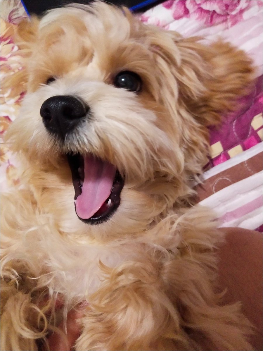 faye_tte's tweet photo. Was watching Royalties when Gary puppy snuggled up to me right as @JonMatteson came on screen. It's like this pupper just knows https://t.co/n9oNfS05V6
