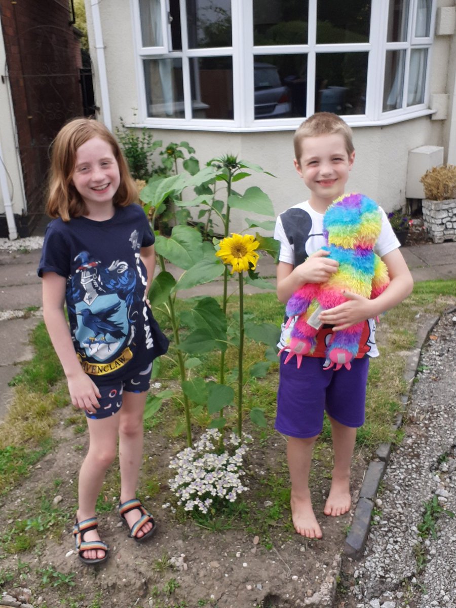 R_Paterson1's tweet photo. Our first sunflower, the others will soon follow #bournvillesunflowerchallenge @BnvilleVillage https://t.co/iX4ZBPdmPI