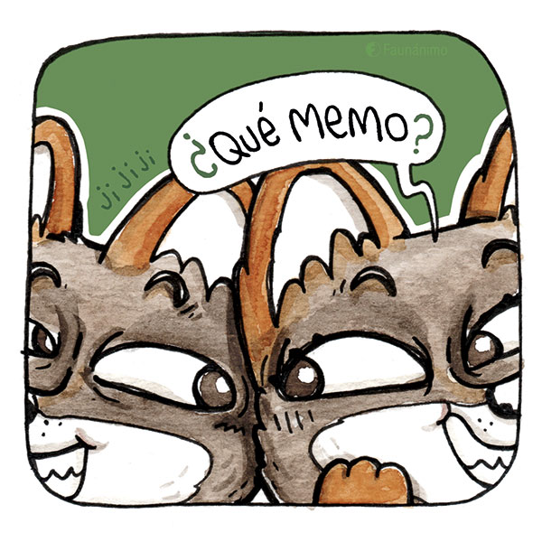 faunanimo's tweet photo. Han visto al memo... ¿qué memo?... #memorianimal ! :B
Este día estamos un 10% más optimistas de lograr la meta 💪😁
Cada vez más cerca de hacer realidad este juego! MEMORIANIMAL (el memorice más coqueto de la fauna chilena)
Enlace directo aquí: https://t.co/vW2zVffnXB https://t.co/HG8byhO4uh