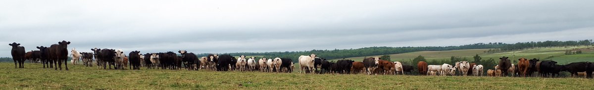 creatures_great's tweet photo. #regenerativeag, #freshair, #supportlocal, #NovaScotia, #grassbased, #thinkfoodfirst. Linden NS https://t.co/HfMp8VGN3Z