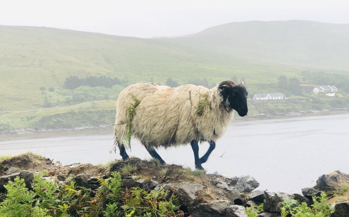 NorahCasey's tweet photo. The fearless sheep #Cregganbawn #individuality #outonhisown #walkingthewall #killaryharbour #delphivalley #staycation https://t.co/Zfdh4cUwWK