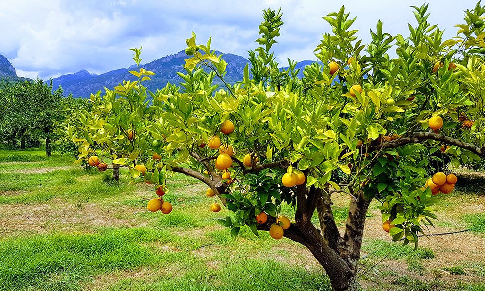 sollerweb's tweet photo. Photo Credit/Copyright: Julian Bebb – A reminder of a wonderful day at the orange groves of Ecovinyassa.
#Soller #Mallorca #SollerWeb #holiday #igersmallorca #exploremajorca #oranges #fornalutx #history #ecovinyassa #IslasBaleares #Travel #Mediterranean #turismoislasbaleares https://t.co/VONS7Za3xk