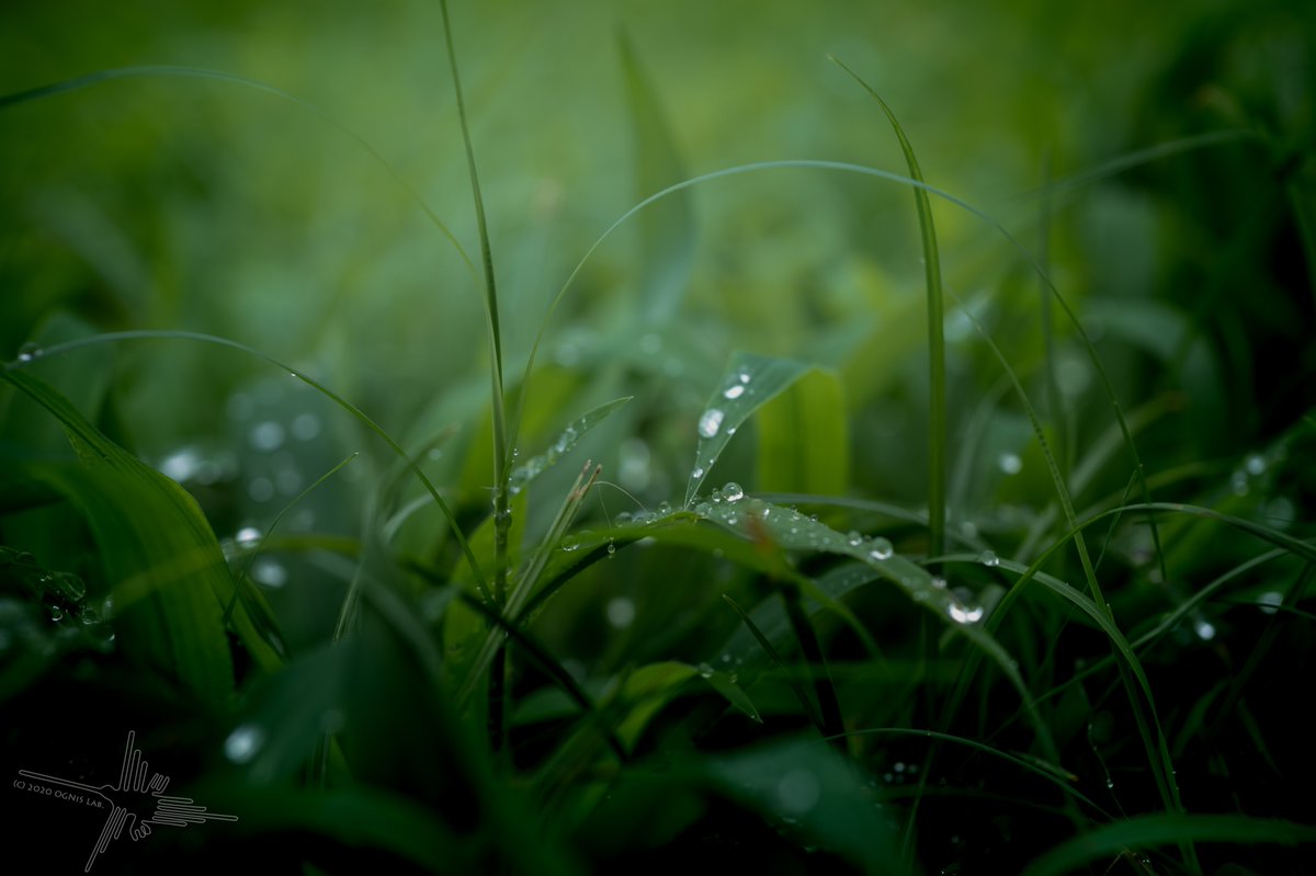 OGNiS_Lab's tweet photo. 代わり映えしないけど雨粒シリーズ
Raindrops in the rainy season in Japan.
#nikonz6 #z6 #ND猫の皮脱衣所 #ハス #葉っぱ #macro #photography #laowa60mm #raindrops #lotus #lotus_effect #lotuseffect https://t.co/RK2B3a2NFk