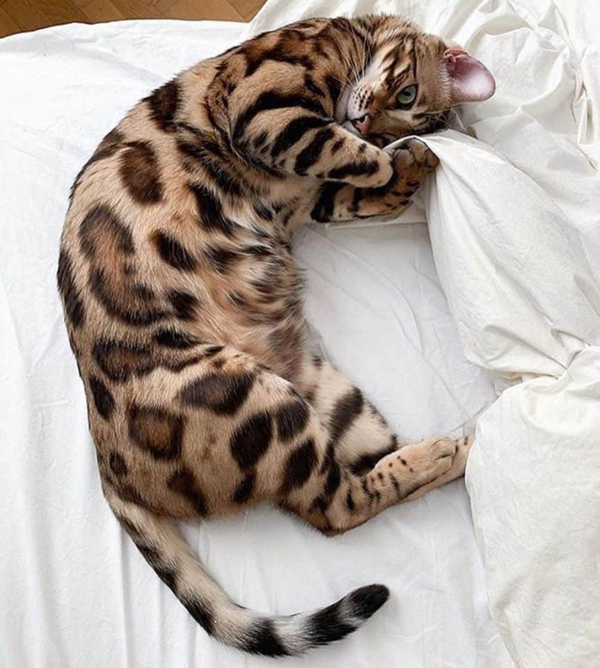 Cat_Animalista's tweet photo. Avui, una imatge preciosa per començar el cap de setmana. Recorda, no t'oblidis de respectar-los, cuidar-los i no abandonar-los. @som_twt @esther71gm @som_ripoll @SOM_Bages #mascotes #nosonjuguines #animals #gats #respecte #noelsabandonis #Catalunya #animalista https://t.co/b59lBW3wrV