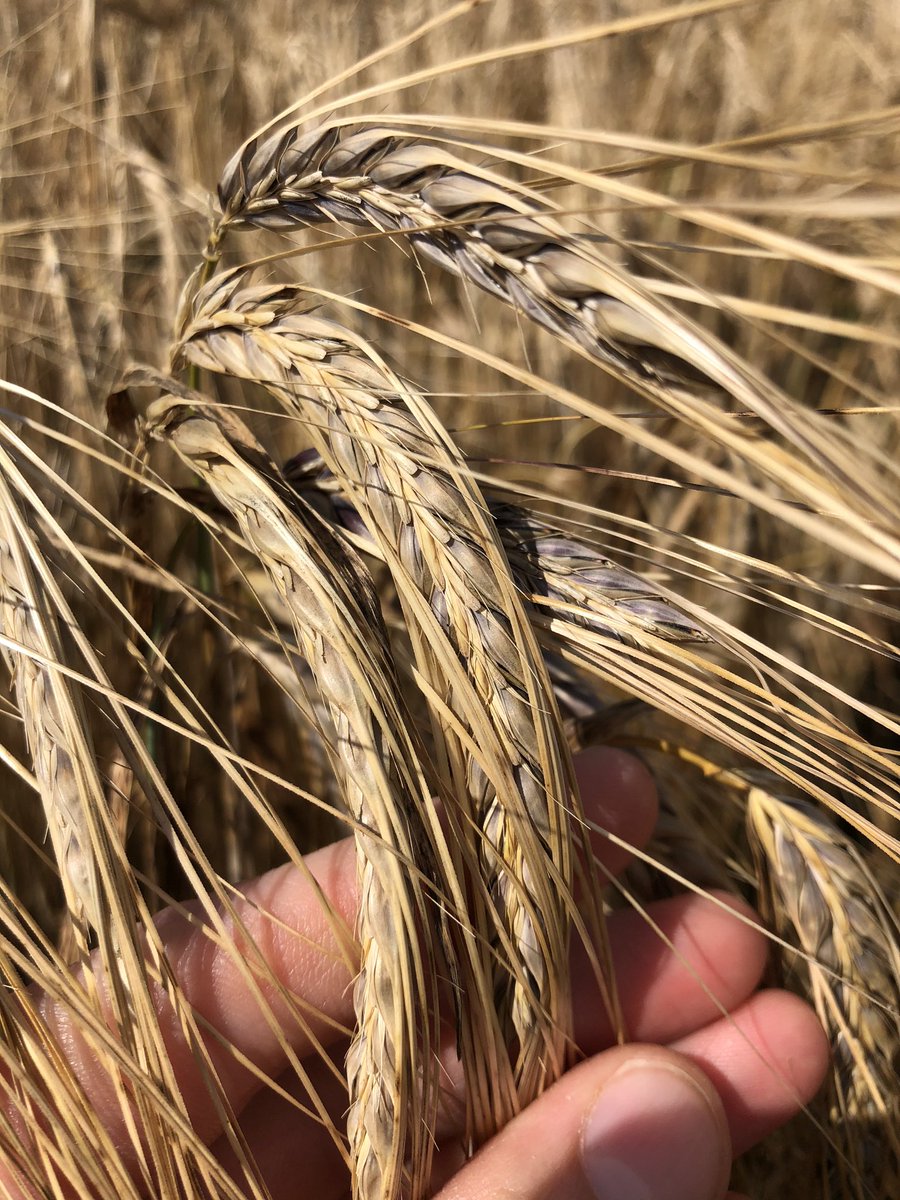svanheyzen's tweet photo. Some great #diversity in trials today #foodbarley #innovationcrops #letsgrowtogether @AgriiUK @GBSeeds https://t.co/3Uz0XvNKdz