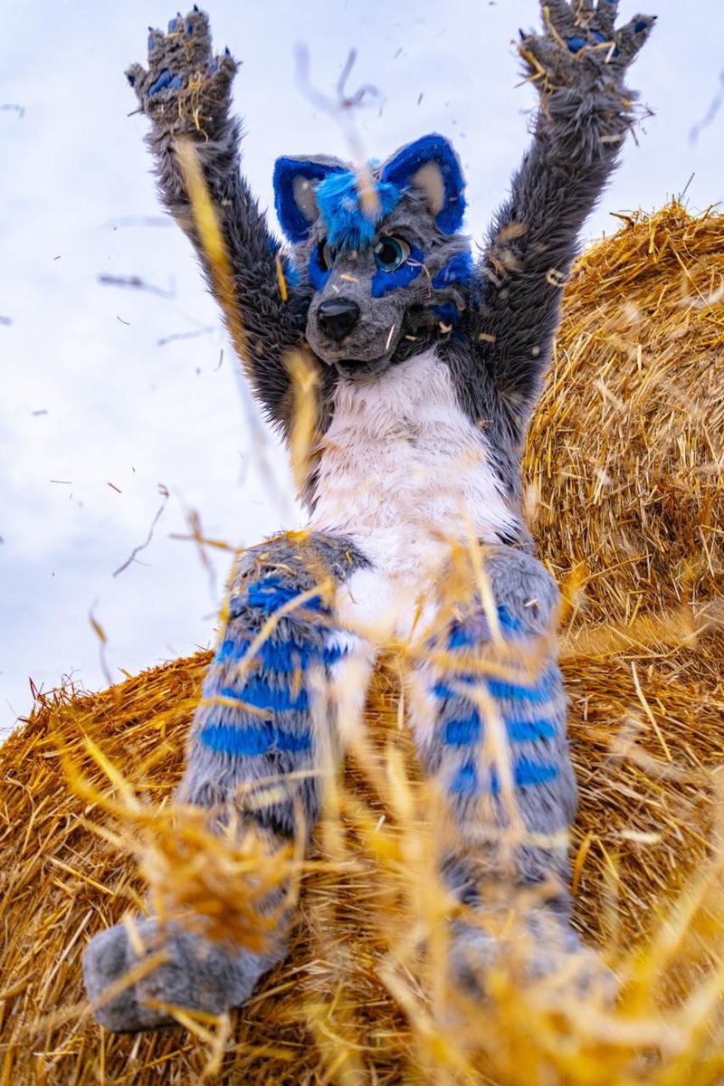Happy #FursuitFriday everyone! 

The suit belongs to <a href="/Furball_Dakoru/">🐺🐾 Dakoru 🐾🐺</a> 
📷 By ; <a href="/fluffy_studio/">Fluffy Paws Studio</a>