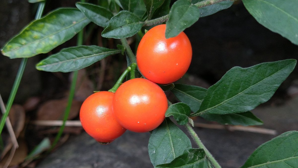 いしちゃん お散歩 近所 夏なのに冬珊瑚 ミニトマトに似てますね フユサンゴ 冬珊瑚 冬珊瑚の実 クリスマスチェリー ナス科 毒性 T Co Pkkpbjz6if Twitter