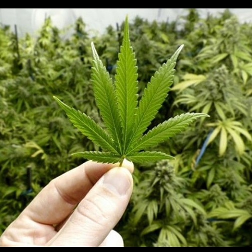 RawcbdS's tweet photo. Hemp For Days....🌱
.
.
#weed #cannabis #addiction #cannabiscommunity #cannabislifestyle #cbd #cbdlife #cbd #cbdoilforless #cbdoilproducts #cbdoilforsale #cbdoilforpets #cbdoilhelps #cbd #imiracle #cannabis #ukcsc #icbd #icbdglobal #ryecbd. https://t.co/MmI1zvlXlJ