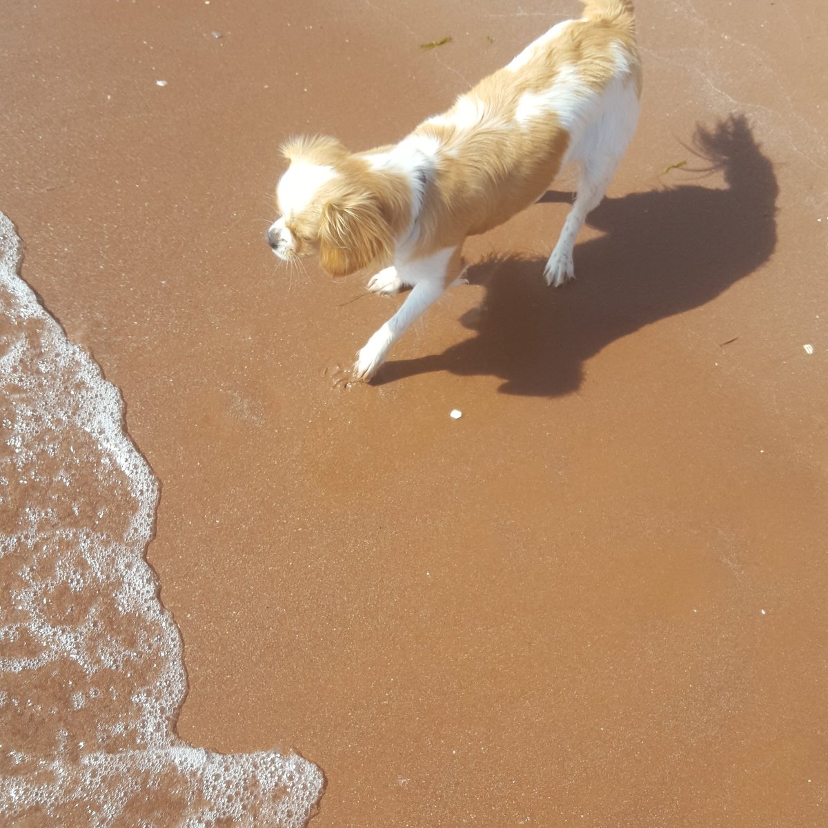 CounsellingKay's tweet photo. 😎I love taking Ruby to the beach. We have so much fun together! But I only know at this time of year of Goodrington and Elberry Cove. Are there any more dog friendly beaches this time of year I can go to?
Thanks and wishing you a good weekend
#beaches 
#Torbay 
#englishriviera https://t.co/m0R3szfqE2