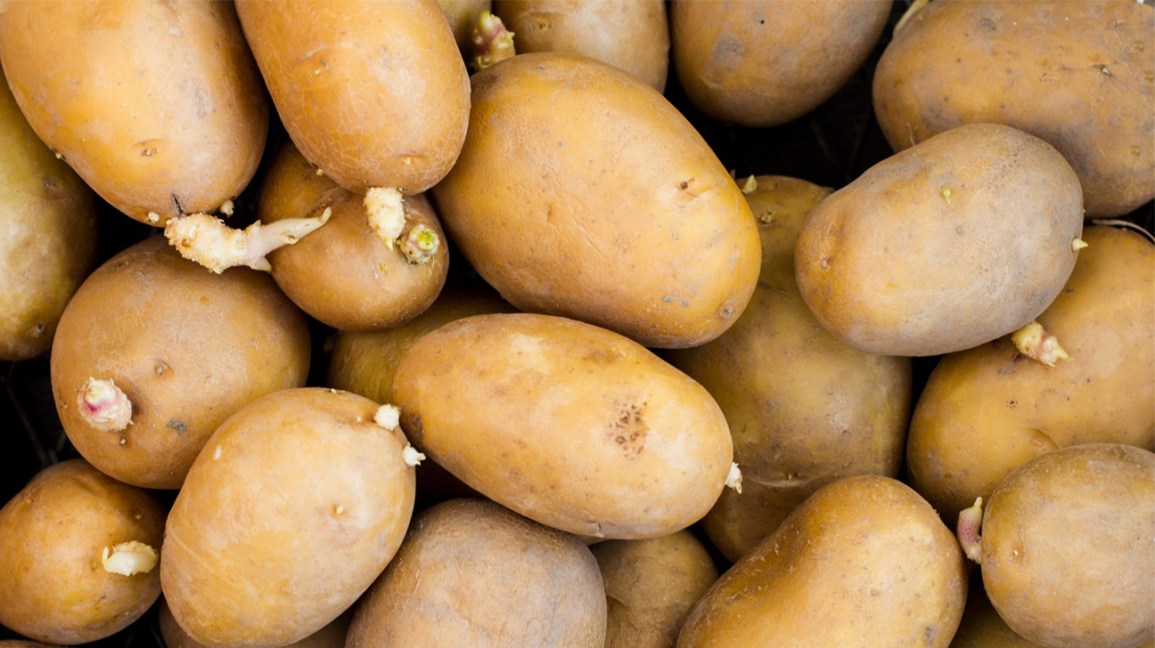 WildSheffield's tweet photo. We have the perfect solution to using up those sprouting potatoes we seem to end up with in our veg racks. Join The Great Potato Race of 2020 - on your marks... get a spud... GO!!! https://t.co/Ue0s0cDBMo #NatureAdventures #summerholidayactivities #thingstodowithkids https://t.co/pcwIOOo10J
