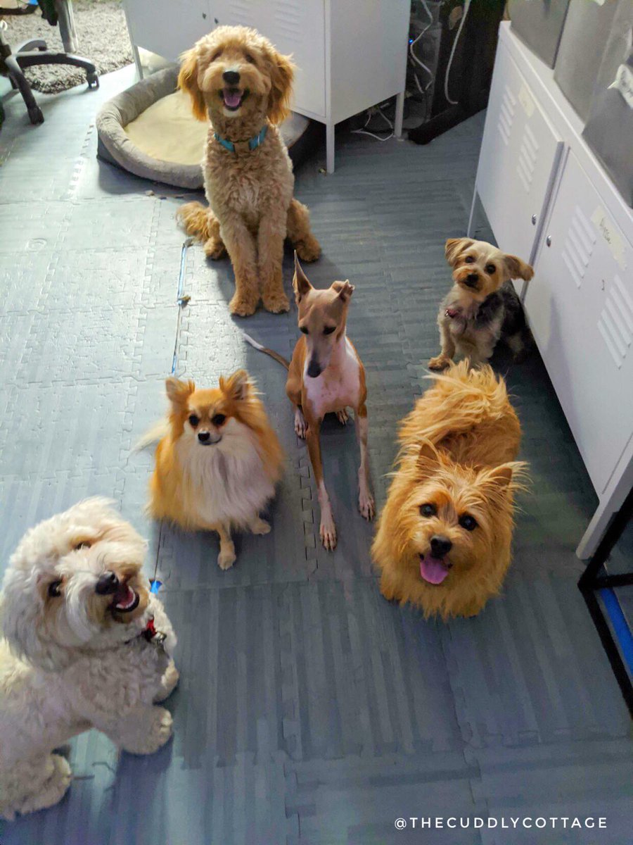 CuddlyCottage's tweet photo. Happy Friday, everyone! Not even this gloomy whether can keep this Cuddly Crew down 😊☁️

Thinking of joining the pack? Sign up for a monthly membership today: https://t.co/UnwxbSbrh3

#thecuddlycottage #doggiedaycare #doggydaycare #dog #friday #happyfriday #hobokendogs https://t.co/6UKmwCElbc