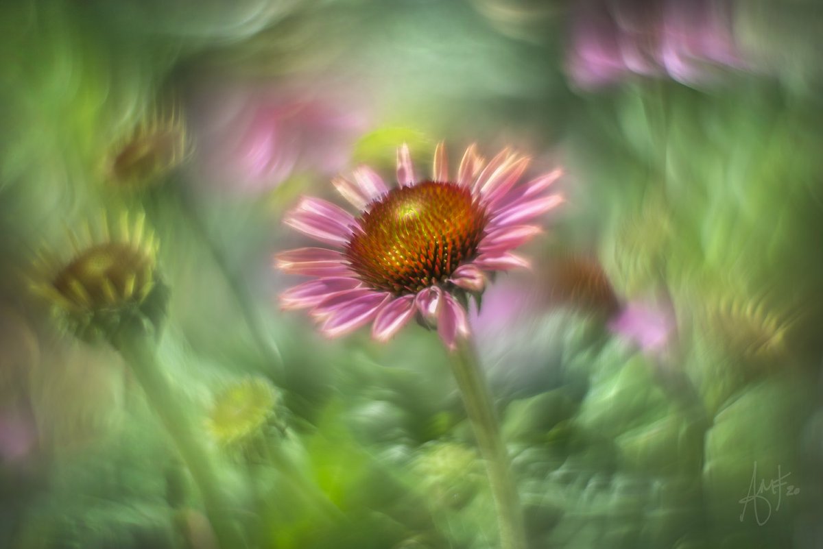Flower_Foto's tweet photo. Out photographing poppies today! One quick ‘test’ shot on the way back in and it’s my favourite of the day! Typical! #heliosflowers echinaceaflower #gardening #loveflowers #flowersofinstagram #helios44 #modifiedhelios #flowerfoto #rhsphotocomp #macroflowerphotography https://t.co/TB5tHc3POR