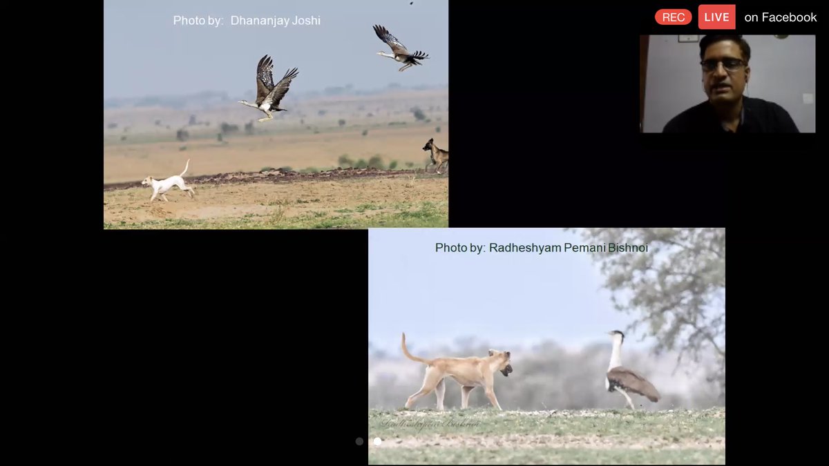 birdsaroundme's tweet photo. Thanks a lot for an excellent, informative talk. It's not just your words, it's your actions & contribution that speaks louder. Thanks @geetanjalidhar for organising.
Please support @sumitdookia @and_ecology in their effort to #SaveGIB donate-share-talk
https://t.co/msCkJ5iRSL https://t.co/n1qCHnWOiZ